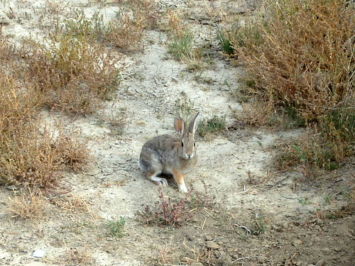 GDMBR: A rabbit near a cattle guard.